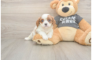 Cavalier King Charles Spaniel Pup Being Cute