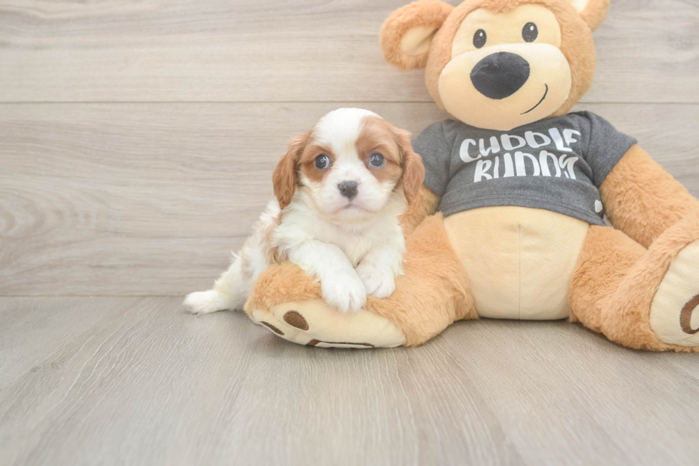 Cavalier King Charles Spaniel Pup Being Cute