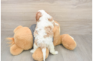 Small Cavalier King Charles Spaniel Purebred Pup