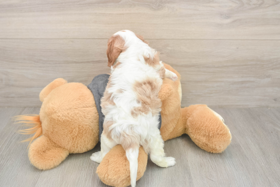 Small Cavalier King Charles Spaniel Purebred Pup