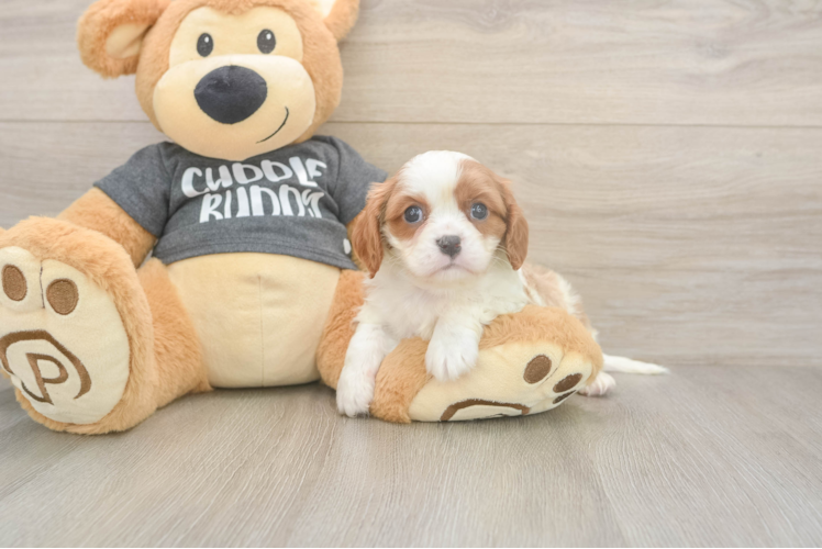 Cavalier King Charles Spaniel Pup Being Cute