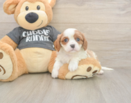 5 week old Cavalier King Charles Spaniel Puppy For Sale - Premier Pups
