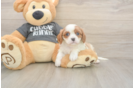Cavalier King Charles Spaniel Pup Being Cute