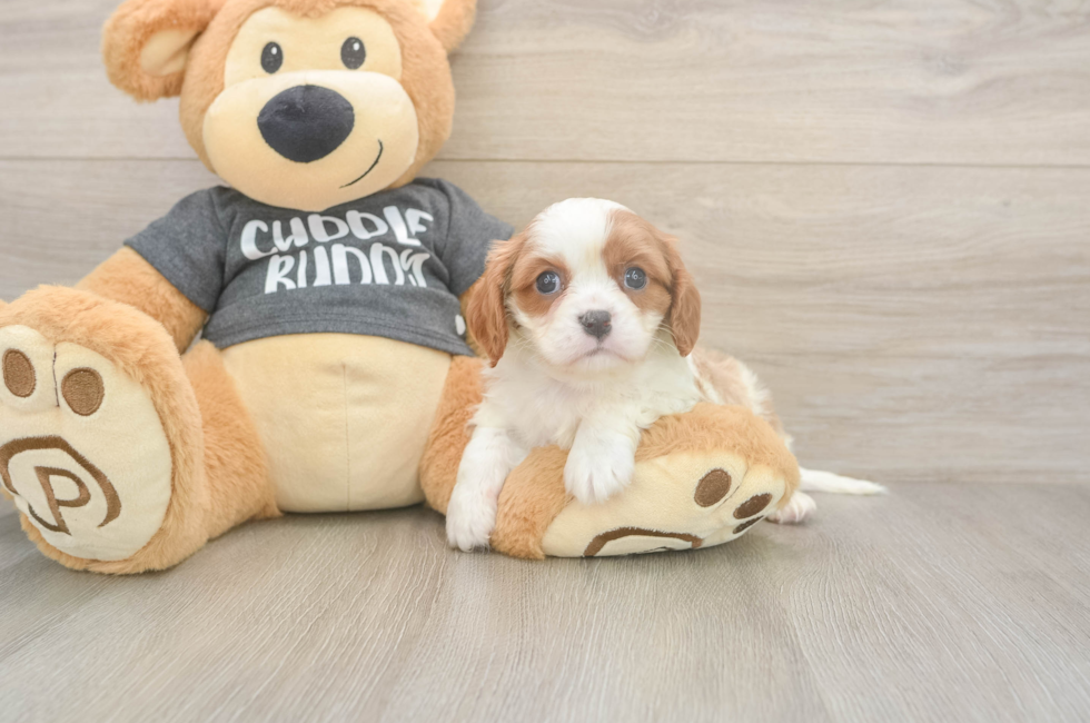5 week old Cavalier King Charles Spaniel Puppy For Sale - Premier Pups