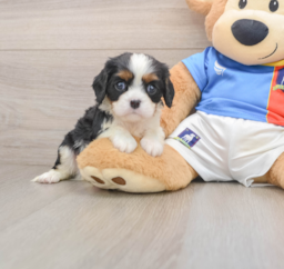 5 week old Cavalier King Charles Spaniel Puppy For Sale - Premier Pups