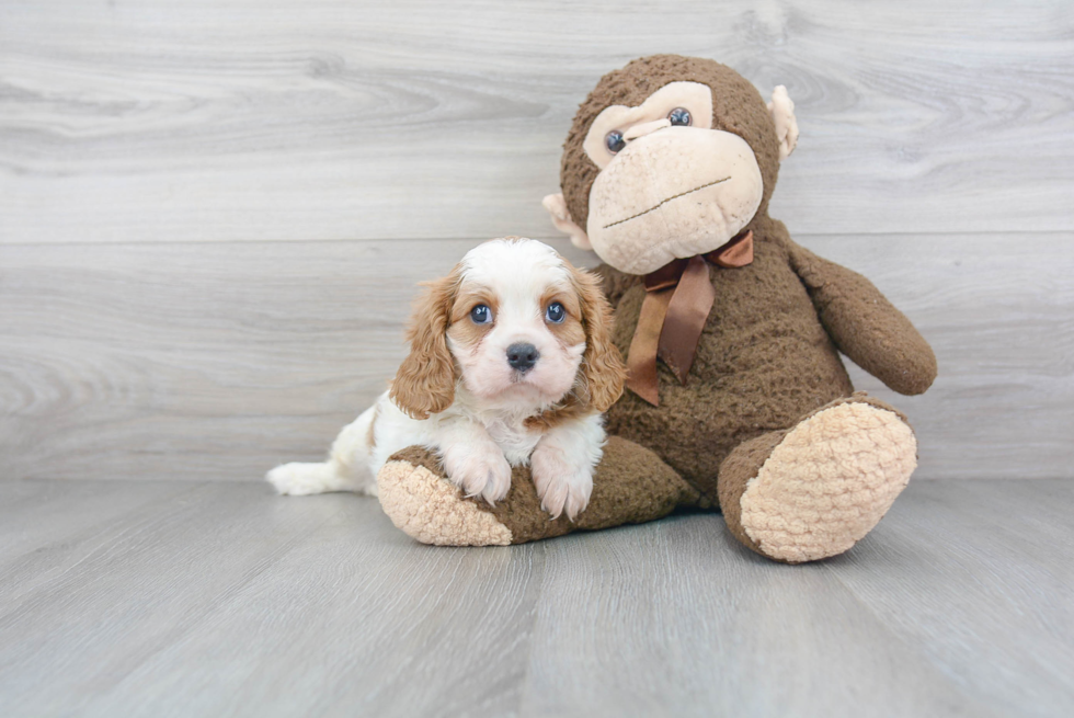 Smart Cavalier King Charles Spaniel Purebred Puppy