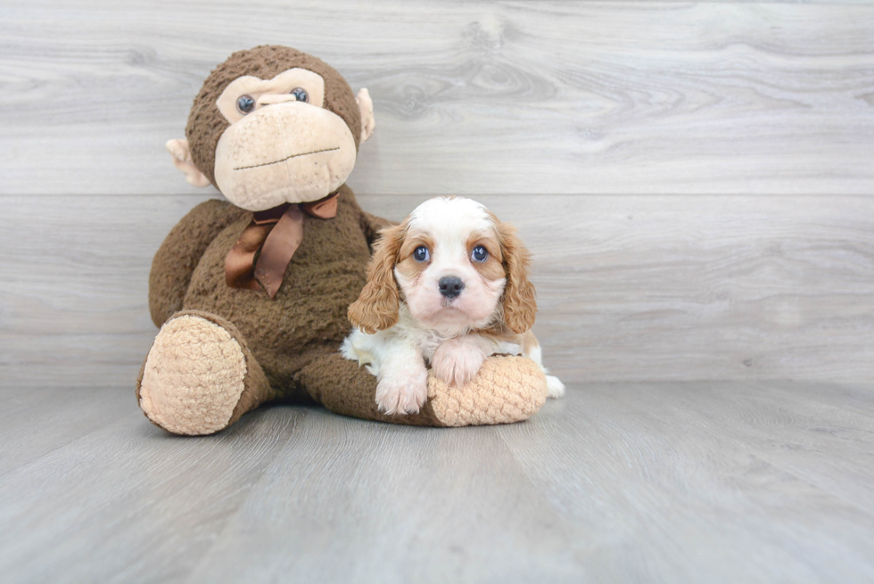 Small Cavalier King Charles Spaniel Purebred Pup