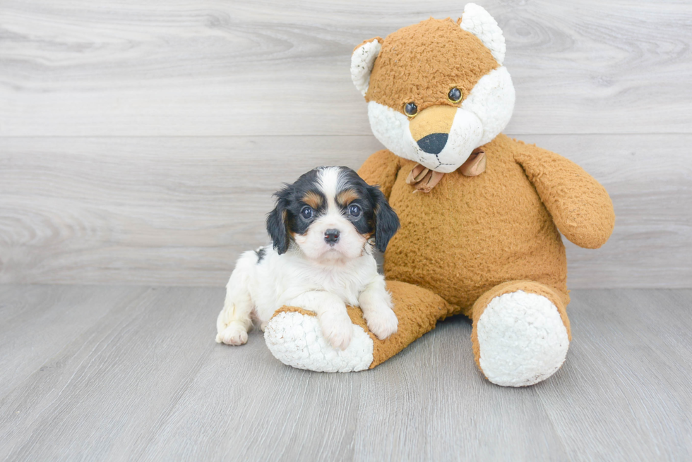 Cavalier King Charles Spaniel Pup Being Cute