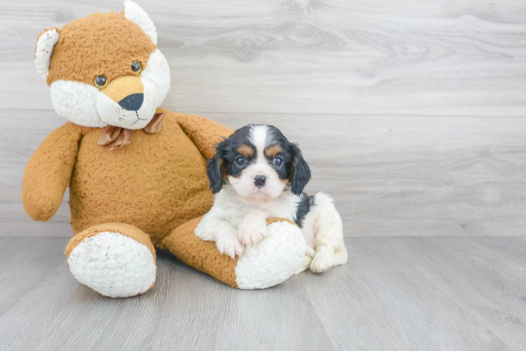 Little Cavalier King Charles Spaniel Purebred Pup