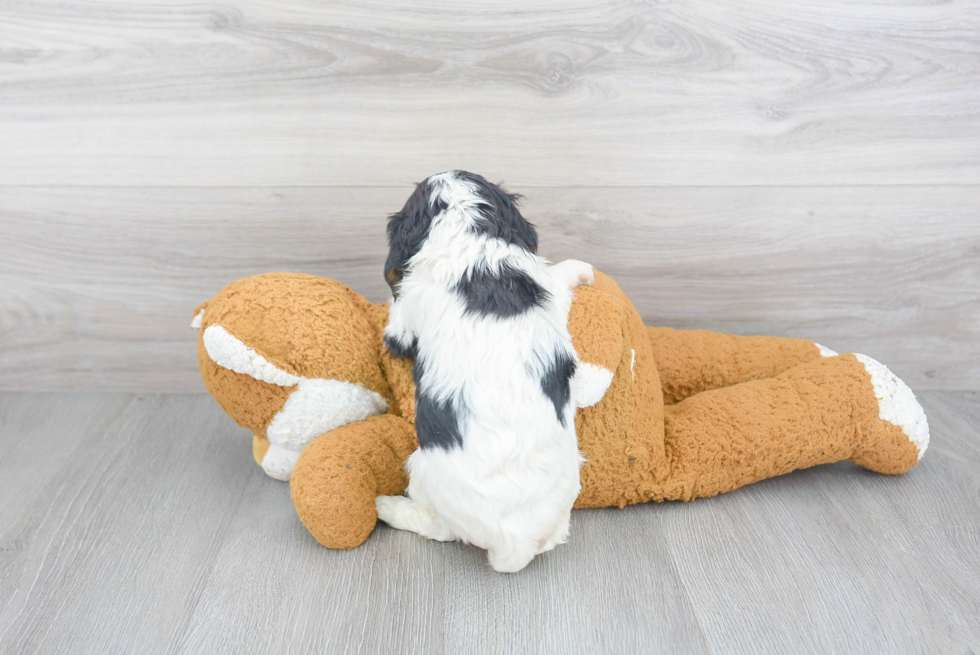 Petite Cavalier King Charles Spaniel Purebred Puppy