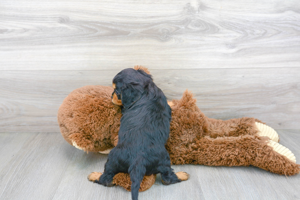 Cavalier King Charles Spaniel Puppy for Adoption