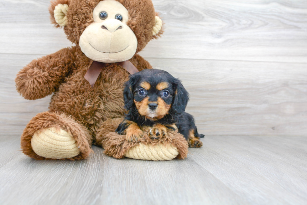 Fluffy Cavalier King Charles Spaniel Purebred Puppy