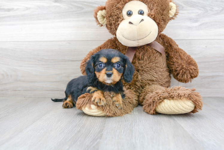 Cavalier King Charles Spaniel Pup Being Cute