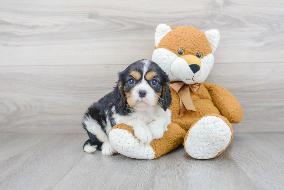 Sweet Cavalier King Charles Spaniel Purebred Puppy