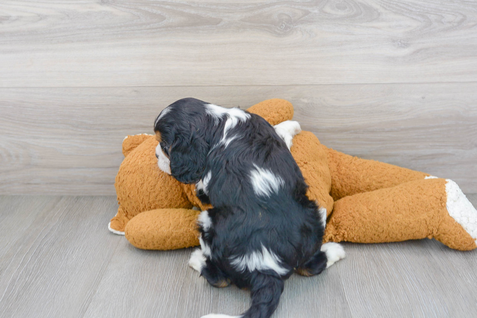 Little Cavalier King Charles Spaniel Purebred Pup