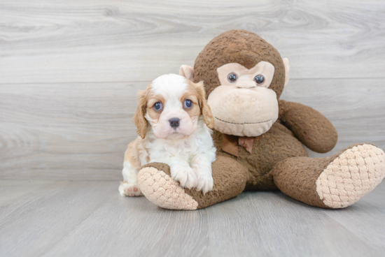 Best Cavalier King Charles Spaniel Baby