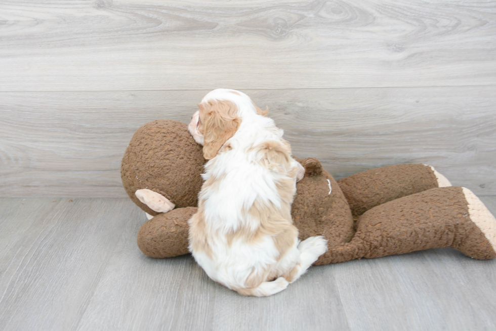 Cavalier King Charles Spaniel Pup Being Cute