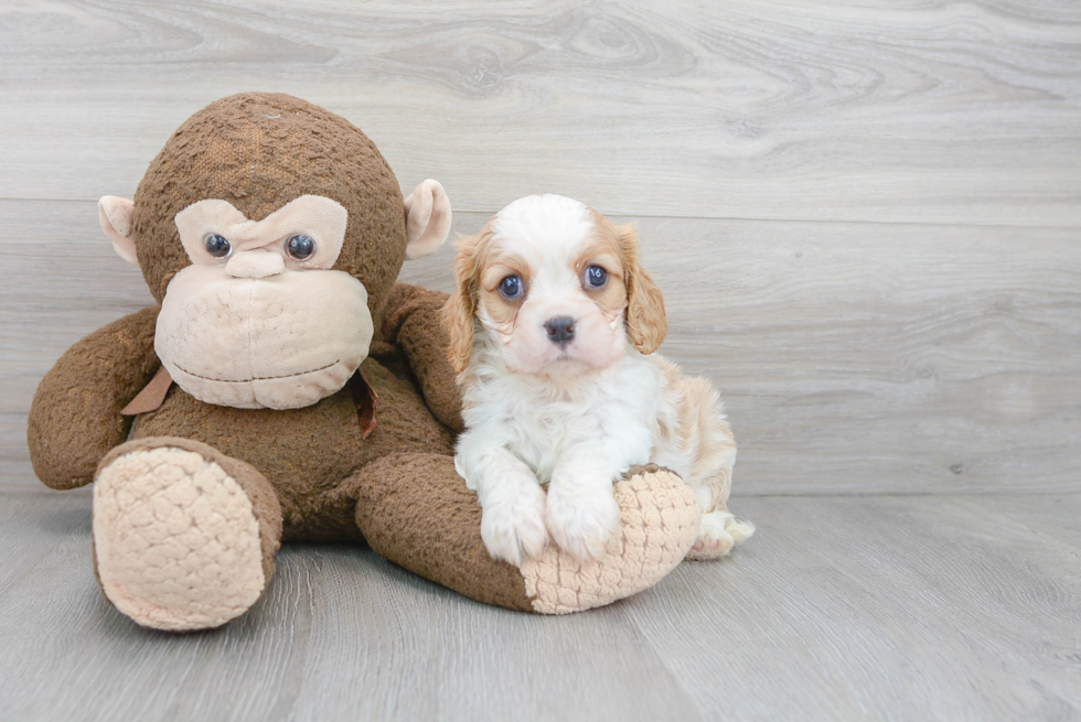 Cavalier King Charles Spaniel Puppy for Adoption