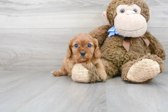 Hypoallergenic Cavalier King Charles Spaniel Baby