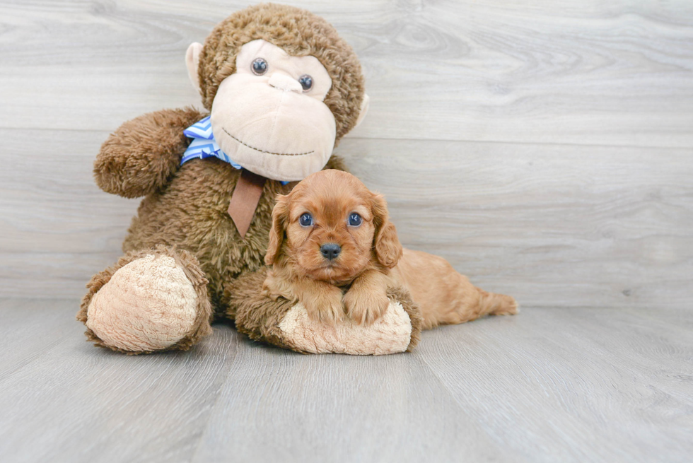 Cavalier King Charles Spaniel Puppy for Adoption