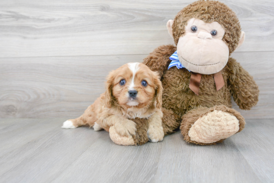 Cavalier King Charles Spaniel Puppy for Adoption