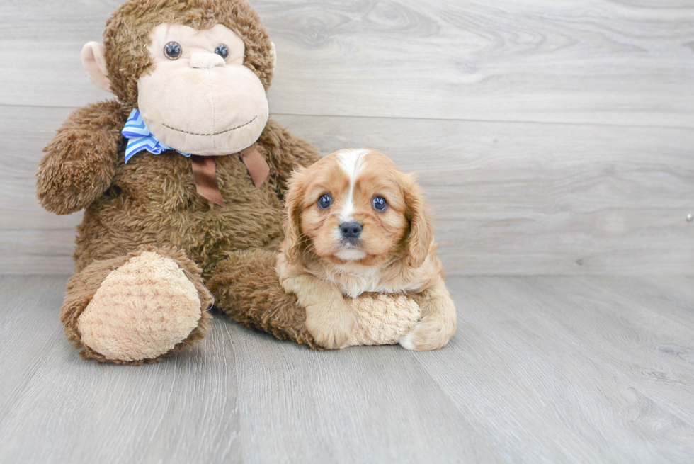 Best Cavalier King Charles Spaniel Baby