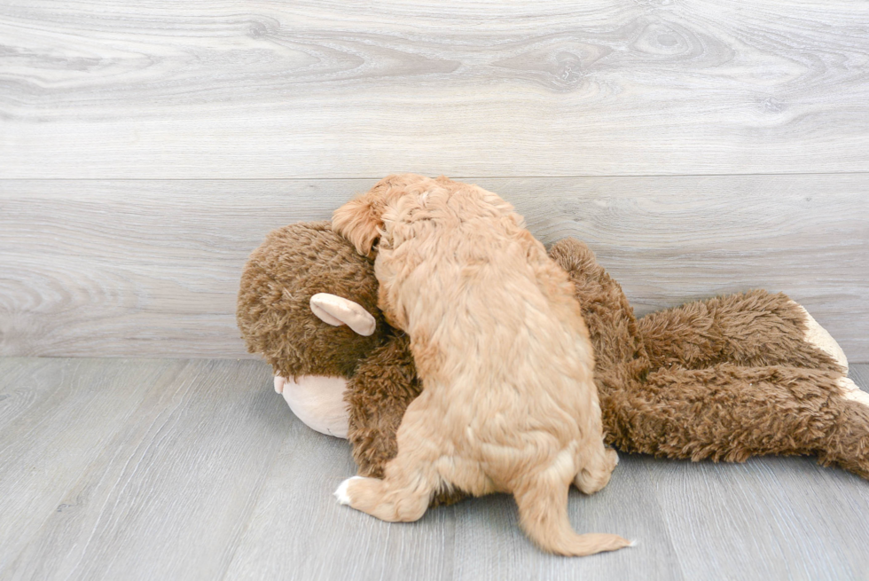 Cavalier King Charles Spaniel Pup Being Cute