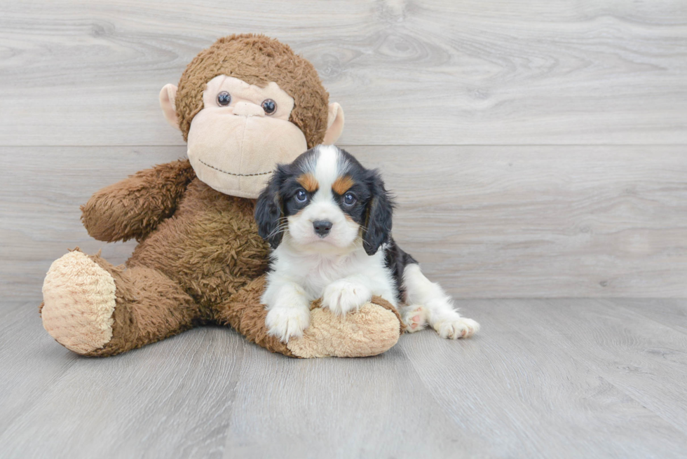 Best Cavalier King Charles Spaniel Baby