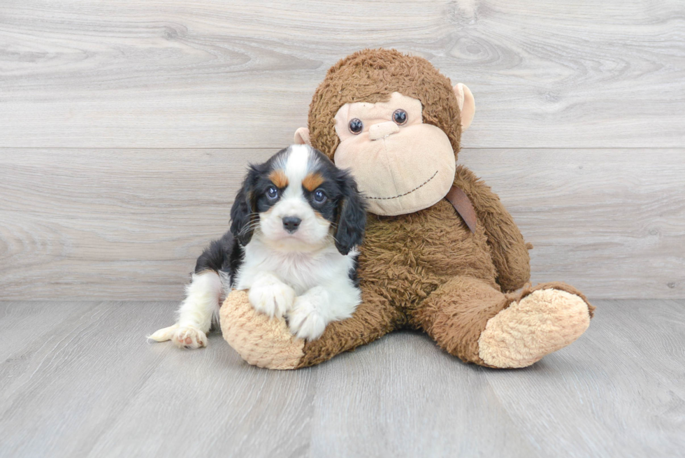 Hypoallergenic Cavalier King Charles Spaniel Purebred Pup