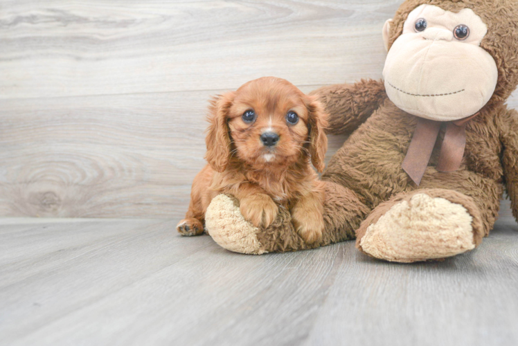 Hypoallergenic Cavalier King Charles Spaniel Baby