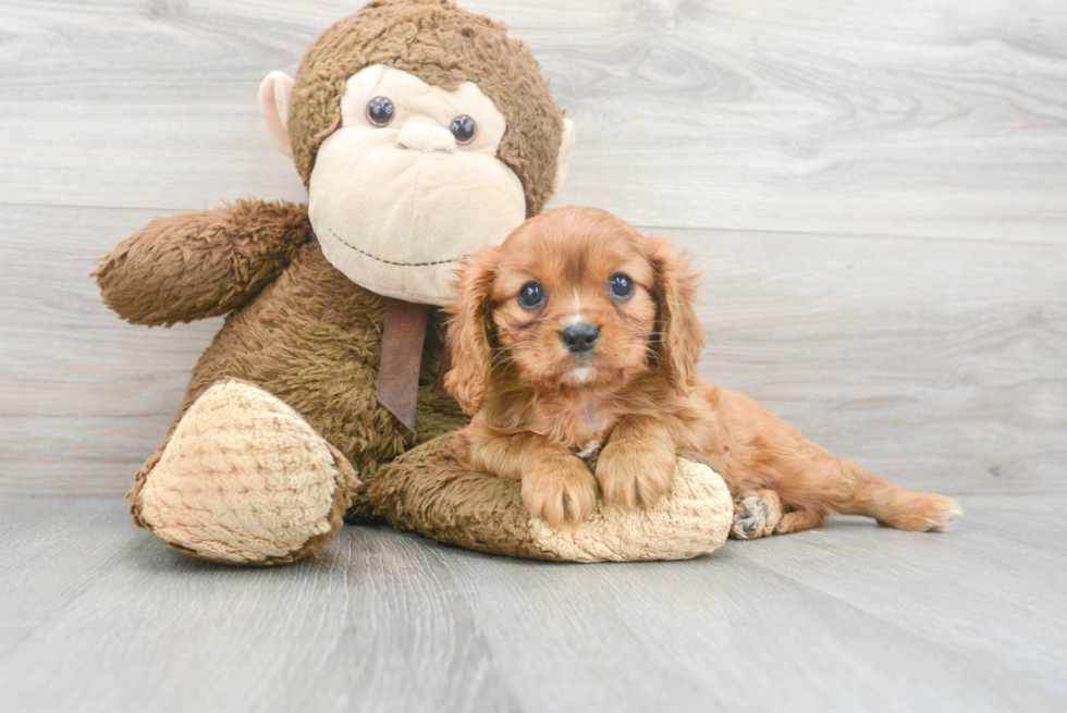 Happy Cavalier King Charles Spaniel Purebred Puppy