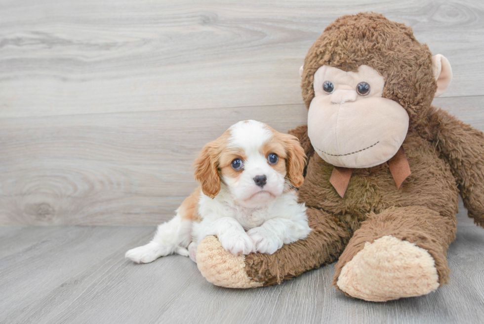 Small Cavalier King Charles Spaniel Purebred Pup