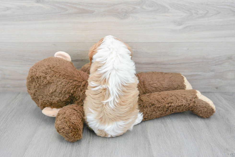 Energetic Cavalier King Charles Spaniel Purebred Puppy