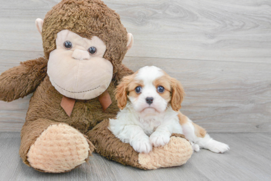 Best Cavalier King Charles Spaniel Baby