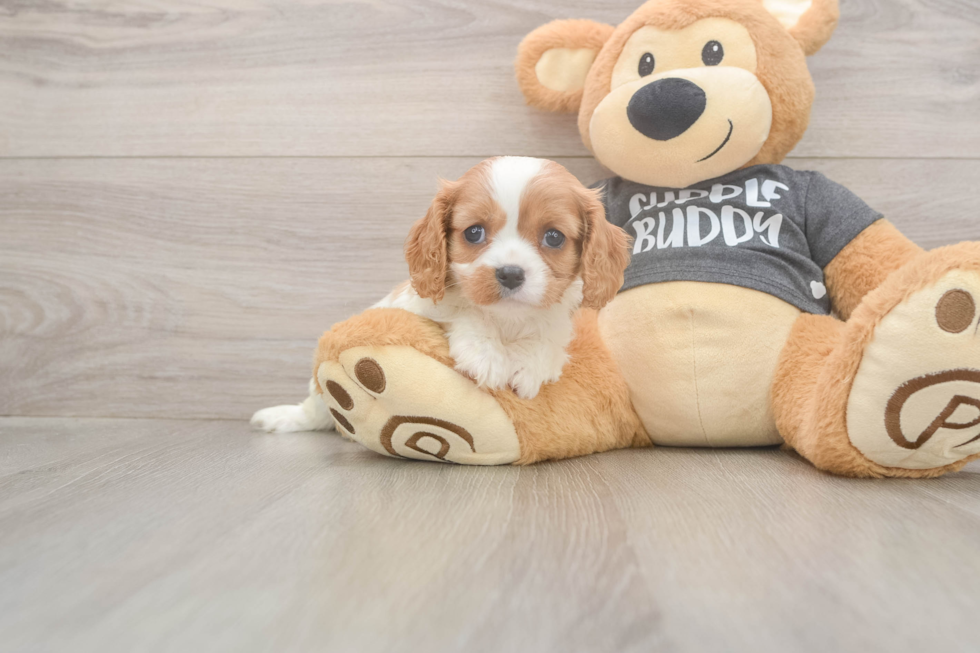Cavalier King Charles Spaniel Pup Being Cute