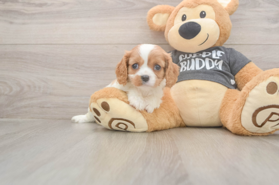 Cavalier King Charles Spaniel Pup Being Cute