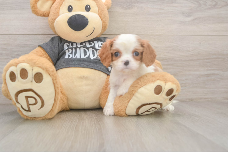 Hypoallergenic Cavalier King Charles Spaniel Purebred Pup