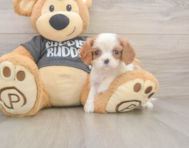 7 week old Cavalier King Charles Spaniel Puppy For Sale - Premier Pups