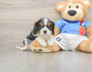 5 week old Cavalier King Charles Spaniel Puppy For Sale - Premier Pups