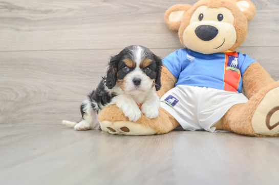 Small Cavalier King Charles Spaniel Baby