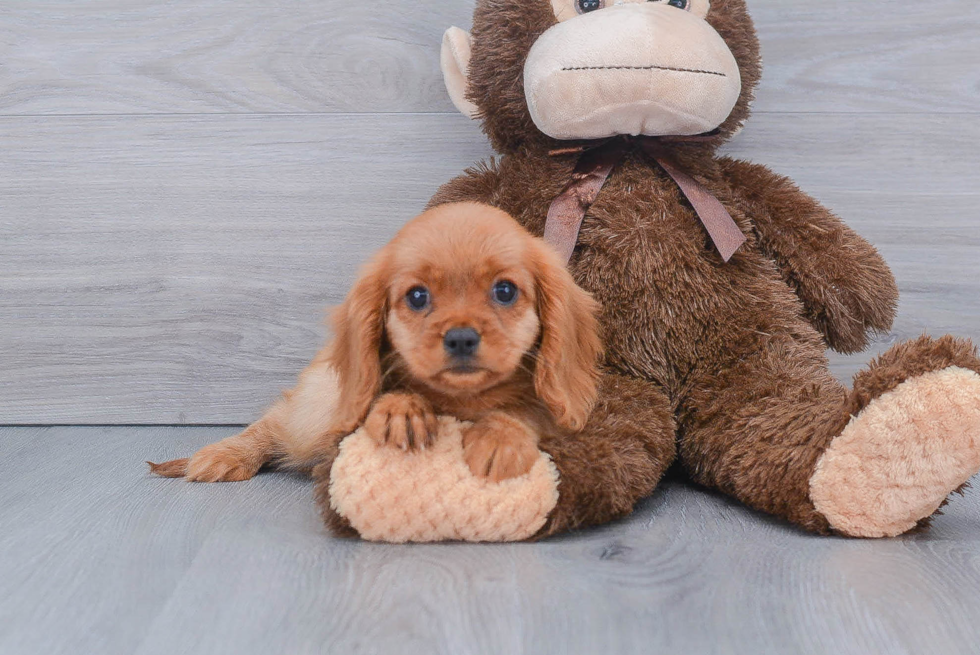 Hypoallergenic Cavalier King Charles Spaniel Purebred Pup