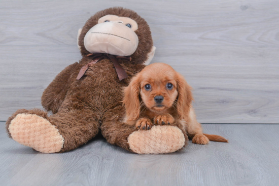 Cavalier King Charles Spaniel Puppy for Adoption