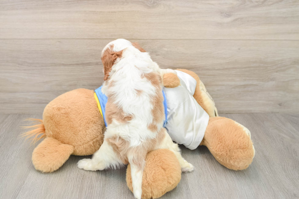 Funny Cavalier King Charles Spaniel Baby
