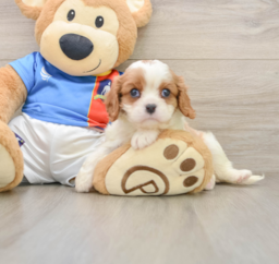 5 week old Cavalier King Charles Spaniel Puppy For Sale - Premier Pups