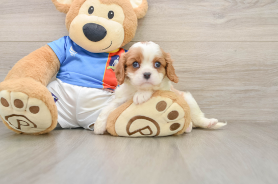 Smart Cavalier Purebred Puppy