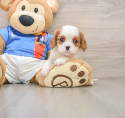 5 week old Cavalier King Charles Spaniel Puppy For Sale - Premier Pups