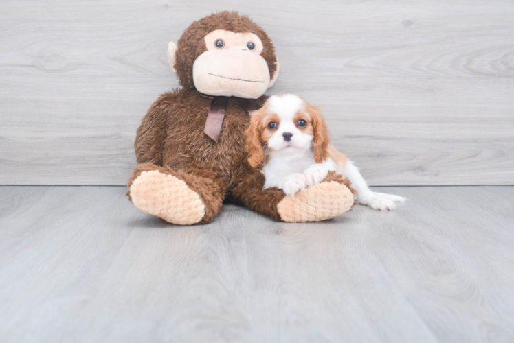 Funny Cavalier King Charles Spaniel Baby