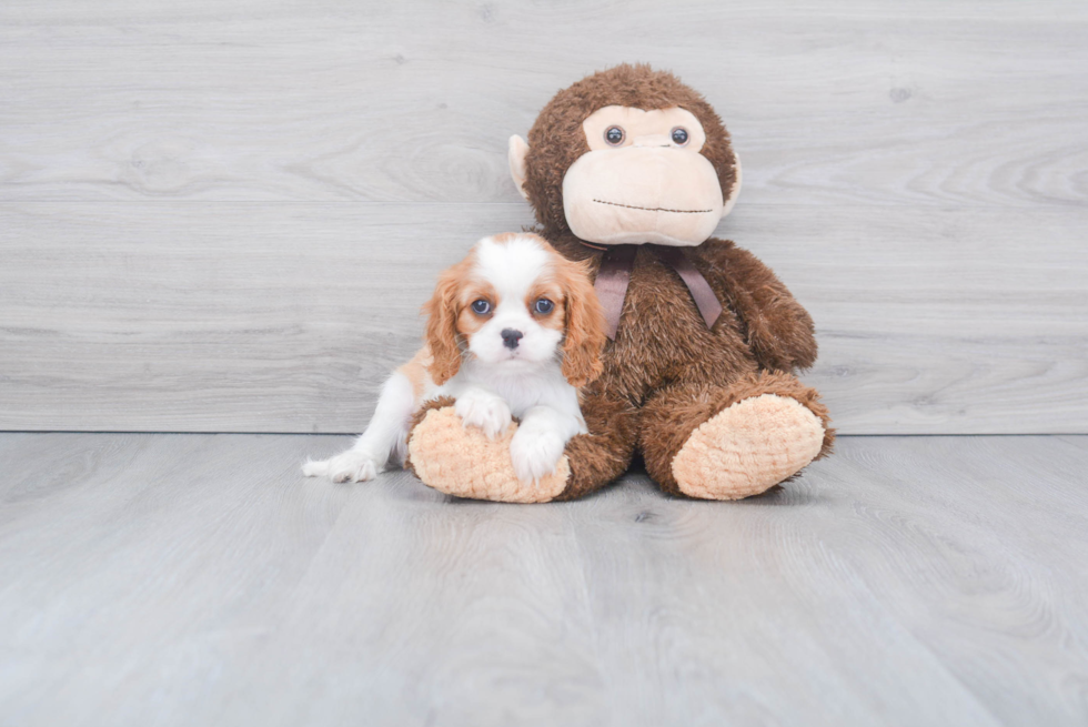 Best Cavalier King Charles Spaniel Baby