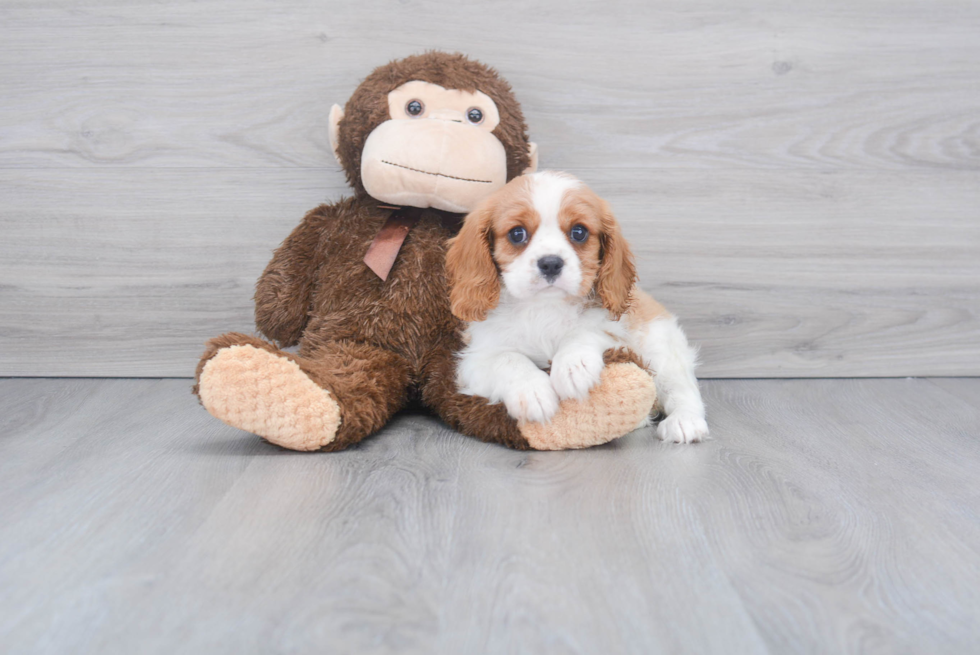 Little Cavalier King Charles Spaniel Baby