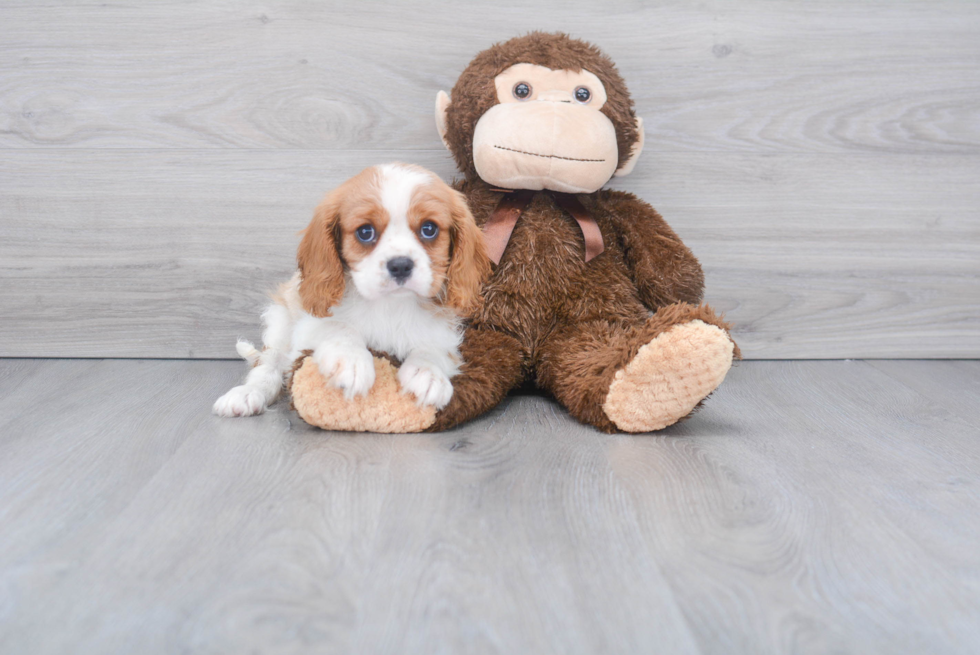 Happy Cavalier King Charles Spaniel Purebred Puppy